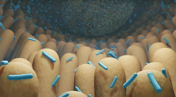 Preventing obesity with an immune altering gut microbe